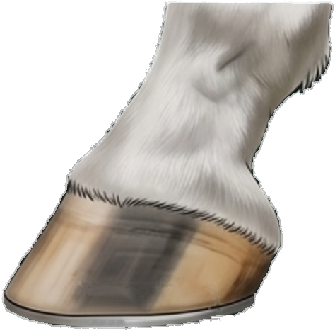 Side view of the hoof