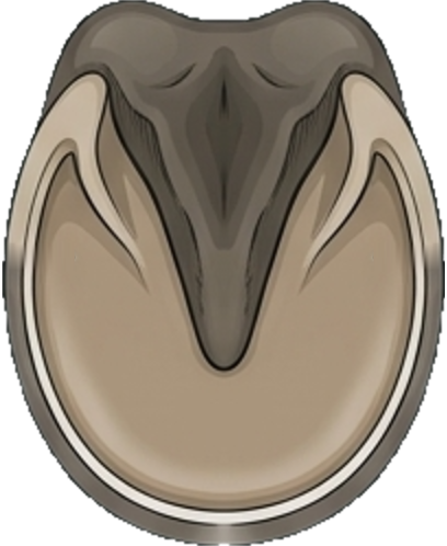 Sole of the hoof